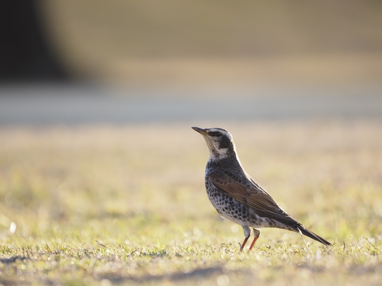 はじめての野鳥撮影方法とコツ・テクニック作例9