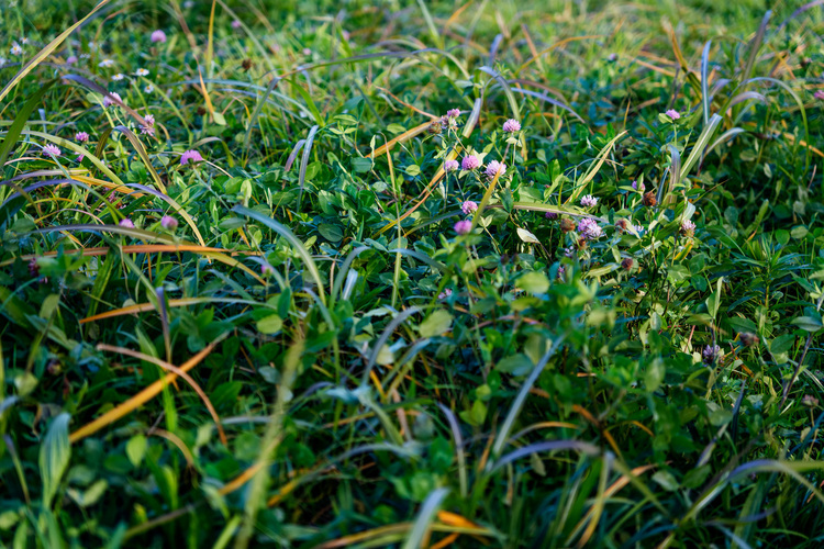 11_シグマ  28-70mm F28 DG DN  Contemporaryで撮影した作例.jpg