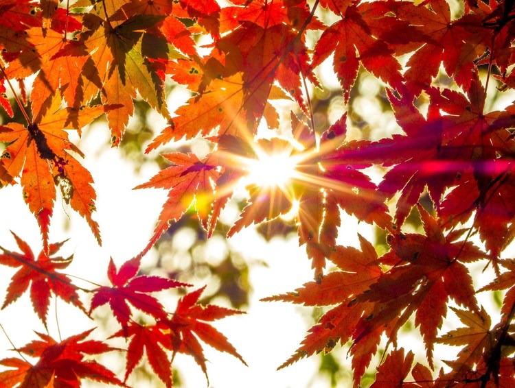 紅葉撮影アクセント効果.jpg