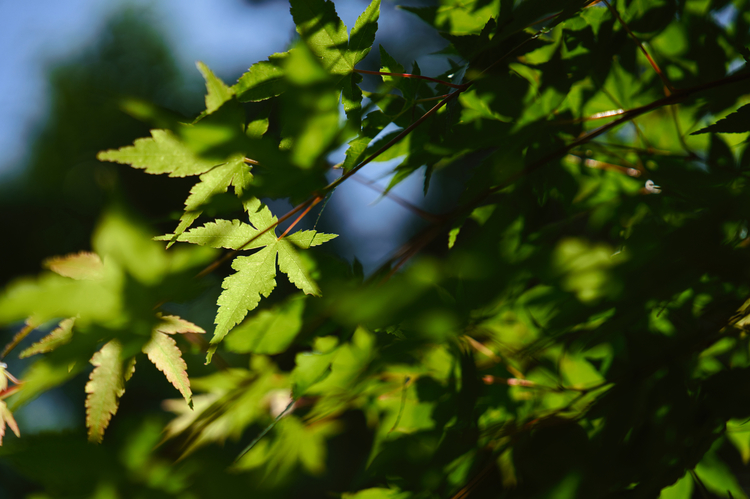 SONY FE 24-70mm F2.8 GM II レビュー|高解像×高画素で楽しむ標準ズーム15.jpeg