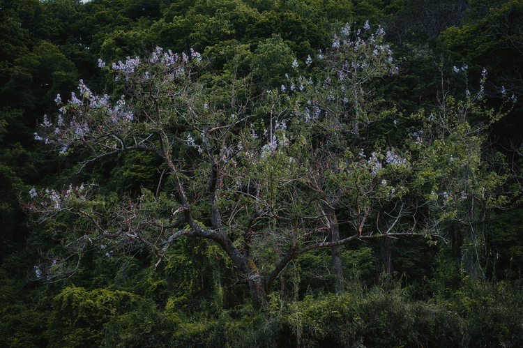 SONY FE 24-70mm F2.8 GM II レビュー|高解像×高画素で楽しむ標準ズーム24.jpeg