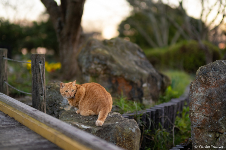 XF50mmF1.0 R WRレビュー5.jpg